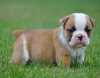 AKC-ENGLISH-BULLDOG-PUPPIES-LIFETIME-HEALTH-GUARANTEE-