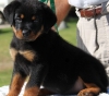 Rottweiler-Puppies-For-Sale