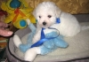 Stunning-Bichon-Fraise-Puppies