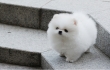 Tiny-Pomeranian-puppies-ready-for-xmas-