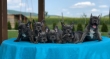 French-Bulldog-Puppies-For-Sale