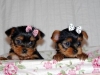 Adorable-teacup-yorkie-puppies-for-adoption-to-good-homes